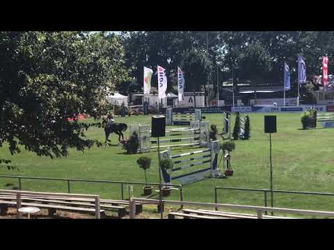 Hylanderhof‘s Bahrain 7yo by Balou du Rouet x Libero x Grannus