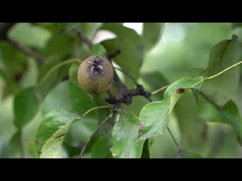 Miodówka i Pseudomonas  – zagrożenie w sadach gruszowych, Szymon Jabłoński, Bayer 08.07.2020