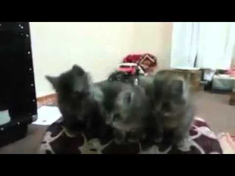 Ajith's funny vidios