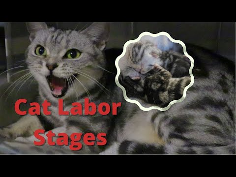 Amazing first time Cat giving birth| Cat Labor stages