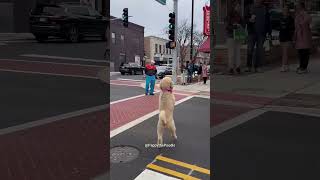 Esse Cachorrinho Anda Como um Humano 🐶❤️