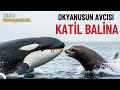 Katil Balina Okyanusların En Ölümcül Ve Zeki Yırtıcıları Türkçe Dublaj Belgesel