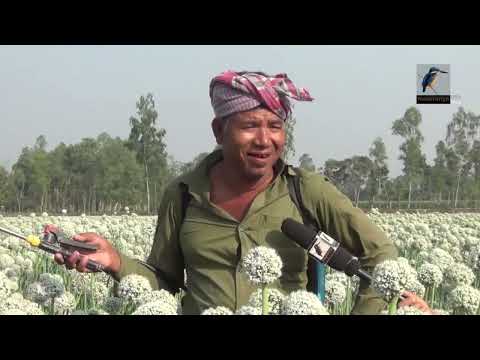 বালিয়াডাঙ্গী উপজেলায় পেয়াজ বীজ উৎপাদন