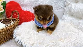 ハーフ犬の動画01
