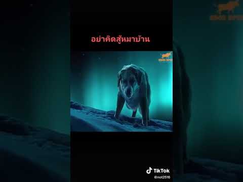 el perro pelea con lobos