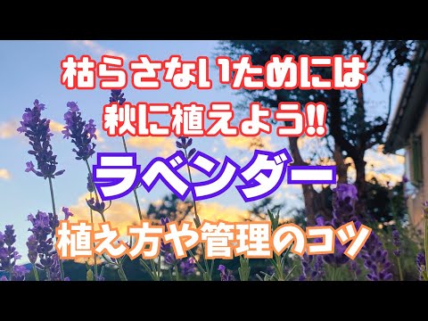 地中海の庭にラベンダーを植えて花の境界線を作る方法