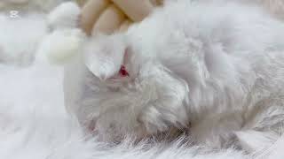 ハーフ犬の動画01