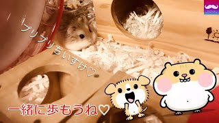 【ハムスター】① 知識は無いに等しいです...でも、家族同様に大切にします。hamsters Love ♡