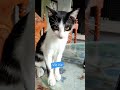Clingy Tux Cat Vic Vic ‍