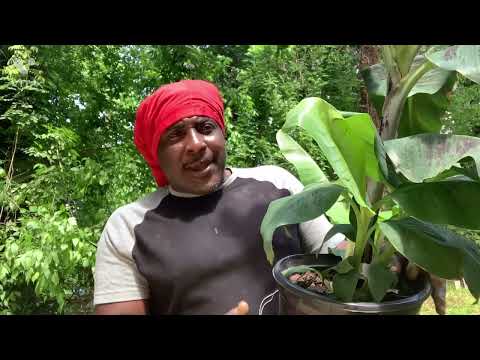 How to plant a  ￼ dwarf ￼Banana Tree in your back yard Garden