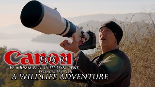 A Canon R1 wildlife adventure at Lake Casitas