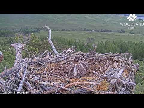 Battling bobs have a go at each other as soon as mum departs the Loch Arkaig Osprey nest 19 Jun 2022