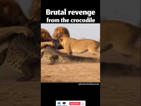Brutal revenge from the crocodile.   #lions #crocodile #wildlife #animal_battle