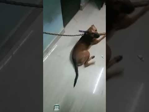 Hari Priya Telugu Viral Videos #doglover #pets #shorts #short #reels #youtube#trending #yt#youtuber