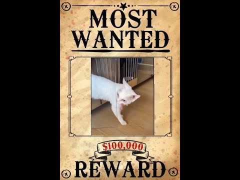 Successful escape Funny CATS 😼🕵️😻👏