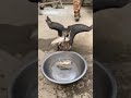 Great Cormorant Eats The Whole Fish Instantly