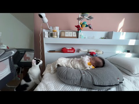 아기한테 모빌자장가 들려줬을 때 고양이 반응