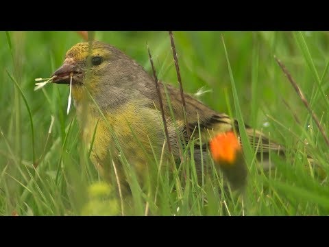 Stehlík citrónový (Carduelis citrinella) — spev a hlas v prírode