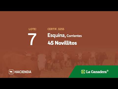 Lote Novillitos en Esquina (Corrientes)