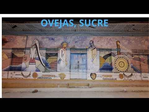 Ovejas Sucre en fotos