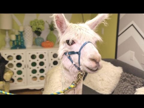 An Alpaca Visits The Rachael Ray Show