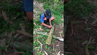 Download lagu Buat Perangkap Ikan Dari Bambu, Lihat Hasilnya Dapat Banyak Hewan ini 😱😱😱 #shorts #short mp3 Download lagu Buat Perangkap Ikan Dari Bambu, Lihat Hasilnya Dapat Banyak Hewan ini 😱😱😱 #shorts #short mp3