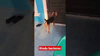 Download lagu sudah lama tidak bertemu sehingga sangat rindu anjing dengan tuannya mp3 Download lagu sudah lama tidak bertemu sehingga sangat rindu anjing dengan tuannya mp3