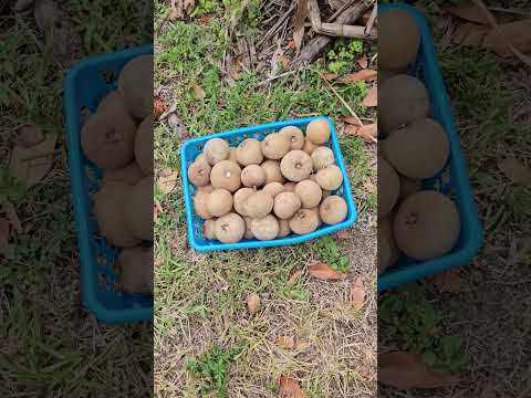 My Third Picking Of My Naseberry God Has Blessed My Fruit Tree