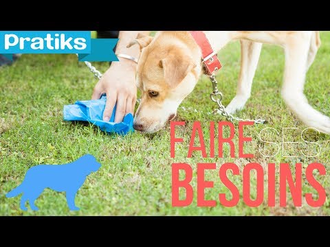 pourquoi mon chien urine dans la maison