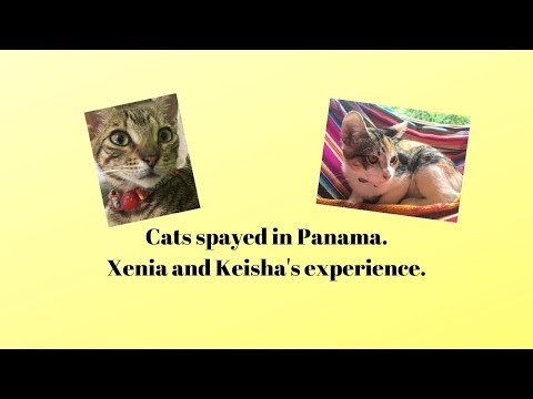 2 cats spayed in Panama