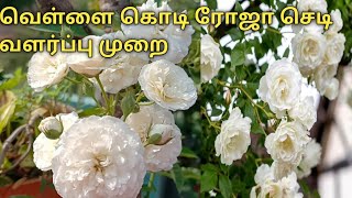 White Kodi Rose plant care and tips