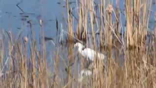 Snowy Egret