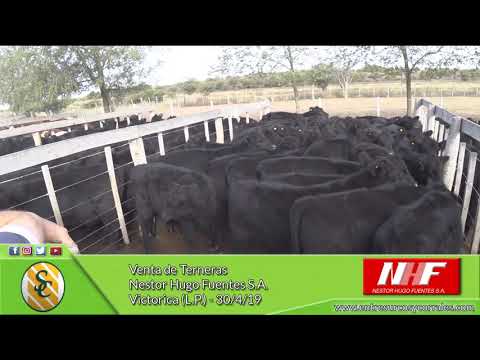 30-04-19 - Venta de Terneras - Nestor Hugo Fuentes S.A. - Victorica (L.P.)