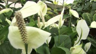 Great British Garden Revival - Teaser
