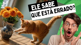 os gatos sabem quando fazem algo errado?