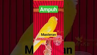 Download lagu Cuit cuit ngeriwik NgeroL KENARI GACOR Muda - Rekomendasi untuk Pancingan kenari Paud Belajar bunyi mp3