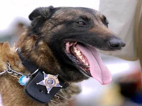 download lagu mp3 mp4 Dog Training Prices Uk, download lagu Dog Training Prices Uk gratis, unduh video klip Dog Training Prices Uk