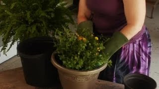 Potting Lantana : Plant & Flower Care