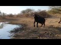 friendly cape buffalo