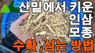 바로수확한 인삼모종 심는방법은? 묘삼 산양삼 장뇌삼 모종 씨앗