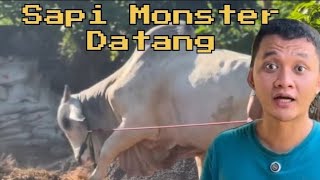 Download lagu New Ammunition❗ Mas Hermawan Brings in Two Monster Cows mp3