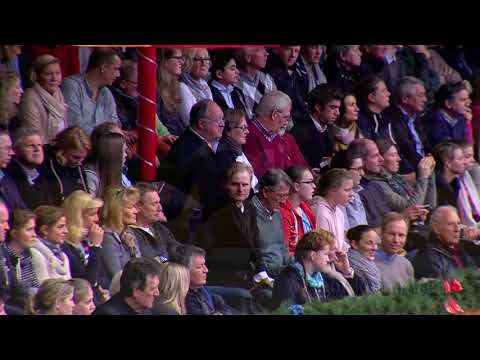 For Romance II-Hengstkollektion 2019 deutsch