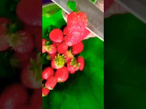 Strawberry 🍓🍓#fruit #short#viral#youtubeviralvideo#trend