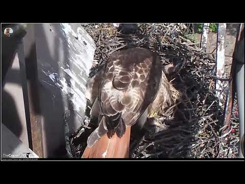 05_18_19_Red tailed Hawk - Big Red brings nesting material