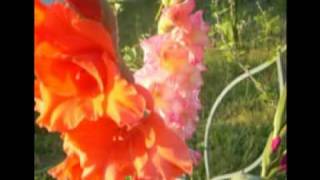 Sheila Nichols - Fallen for you