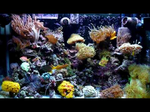 30 Gallon Reef Tank