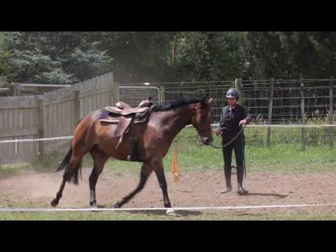 Problem Solving - A Horse That Rears and Does 180's When He Doesn't Want to Go Forward