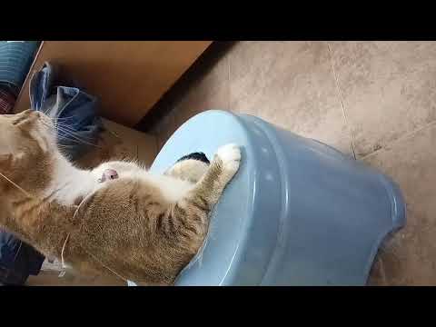 Cute cat😽😽😽😽(2) |Shaikh firdous