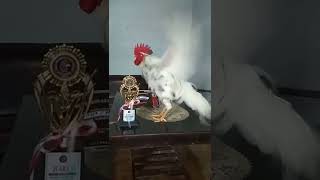 Download lagu suara ayam ketawa gretek no 1 Indonesia mp3 Download lagu suara ayam ketawa gretek no 1 Indonesia mp3