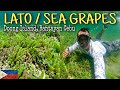 Lato or Sea Grapes ( Green Caviar ) in Bantayan Cebu | Doong Island
